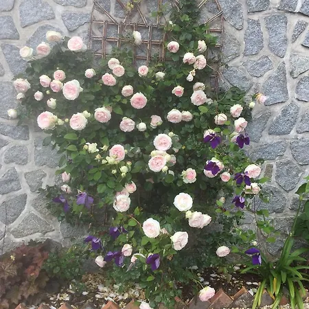 Bed & Breakfast Des Glycines Thouars